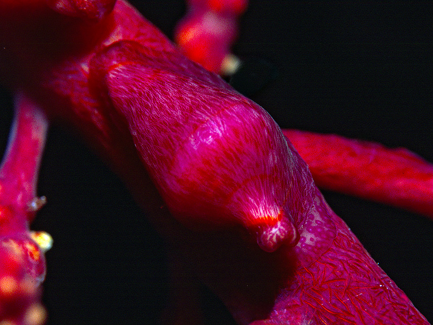 Dentiovula dorsuosa